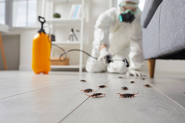 Post-Treatment Bed Bug Interceptor Monitoring in Georgiana